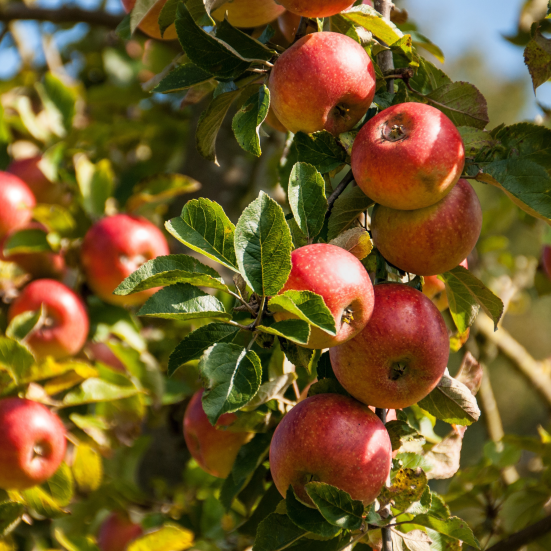 Foto af solbeskinnede røde æbler på et træ. 