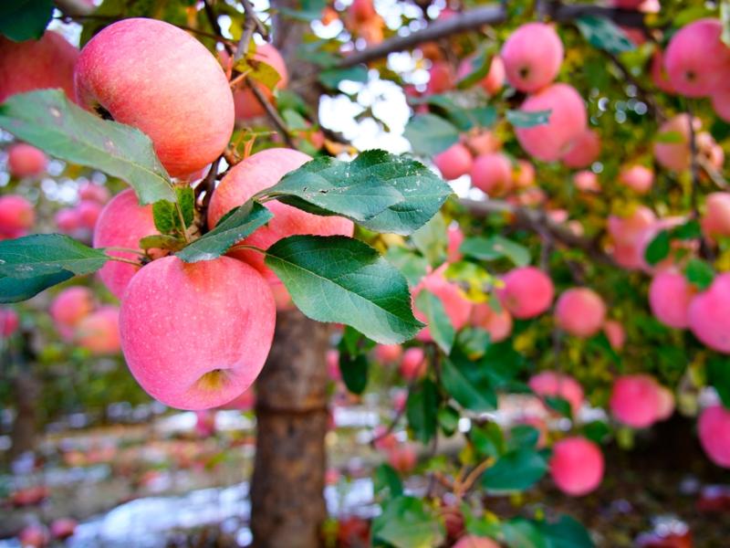 Tidlige sommeræbler hænger tæt på grene, lige til at plukke.